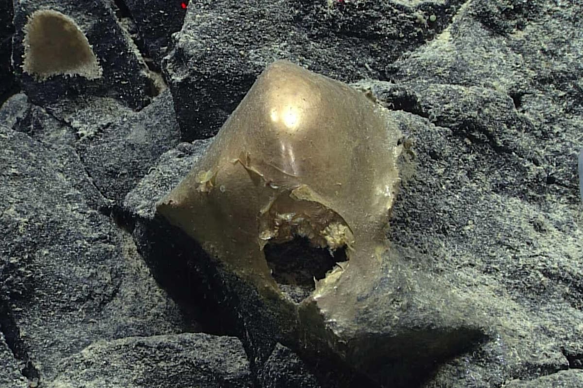 “Parece de ciencia ficción” y “Nunca se vio”: estupor entre los científicos por el “huevo de oro”