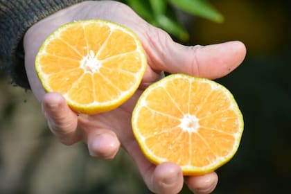 Parece una naranja, pero es la mandarina sin semillas. Los resultados de la investigación se presentarán en un próximo seminario