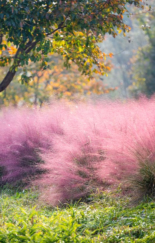 Parece una nube suspendida sobre el jardín, pero es una gramínea en plena floración