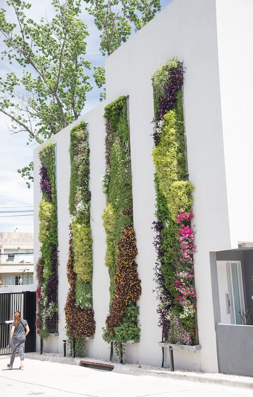 Pared cubierta por tiras vegetales de hasta 5 metros de altura.