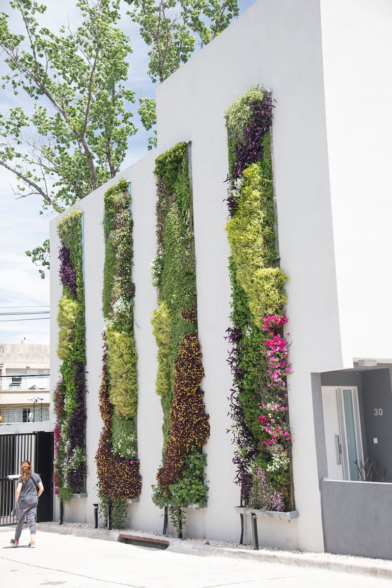 Pared cubierta por tiras vegetales de hasta 5 metros de altura.