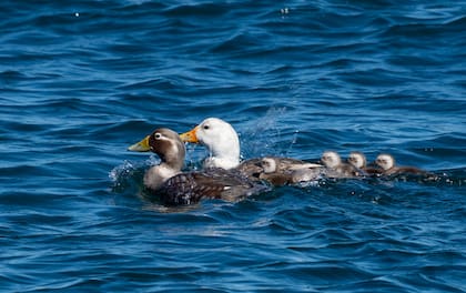 Pareja de patos vapor y pichones.