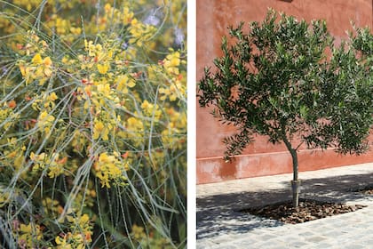 Parkinsonia aculeata y olivo son dos especies rústicas, capaces de crecer con poca disponibilidad de agua y adaptarse a distintos tipos de suelo