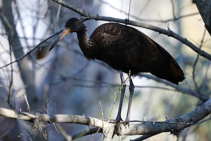 Un carau en el parque municipal de la Ribera Norte de San Isidro