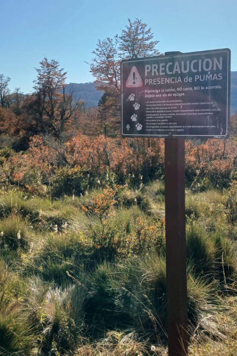 Parque Nacional Lanín