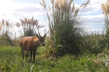 Un refugio de fauna silvestre a menos de una hora de Buenos Aires