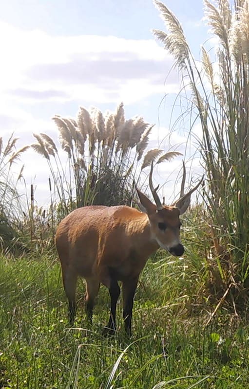 Parque Nacional Ciervo de los Pantanos