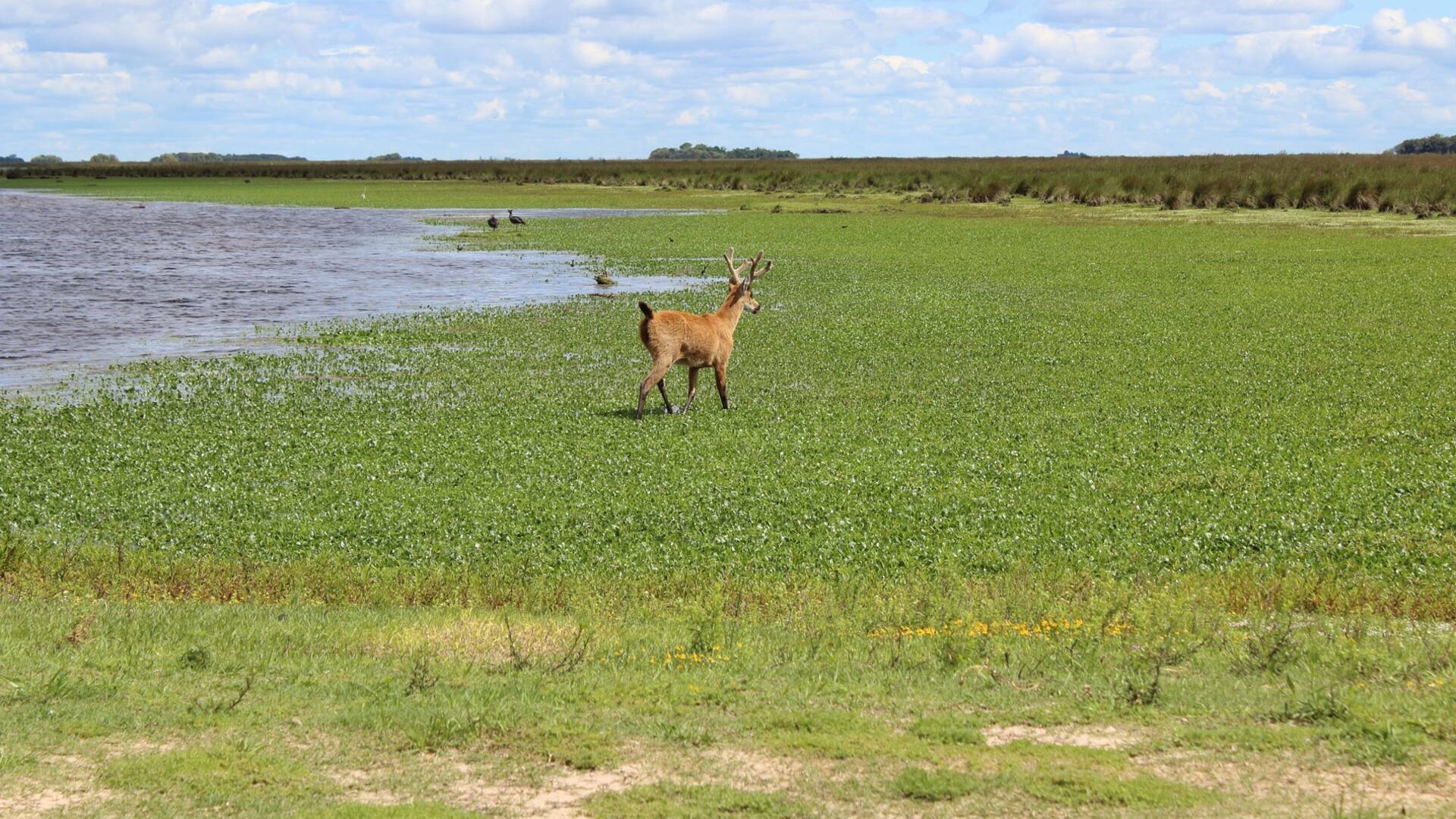 Parque Nacional Ciervo de los Pantanos, creado sobre la Reserva Natural Otamendi