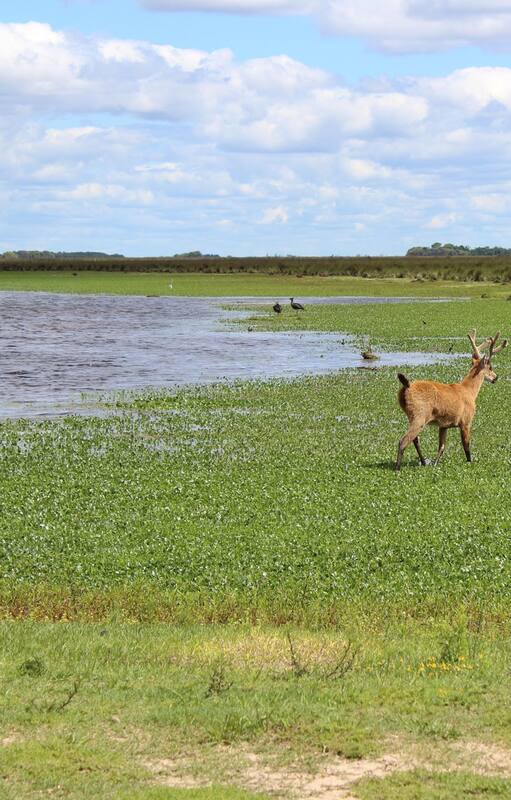 Parque Nacional Ciervo de los Pantanos, creado sobre la Reserva Natural Otamendi