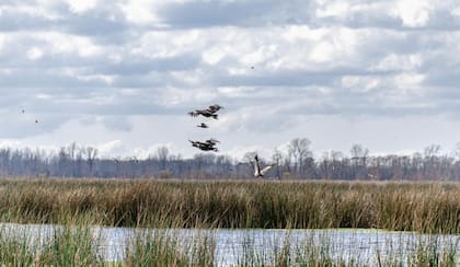 Parque Nacional Ciervo de los Pantanos, ideal para una escapada de fin de semana (Foto: Parques Nacionales. Argentina.gob.ar)