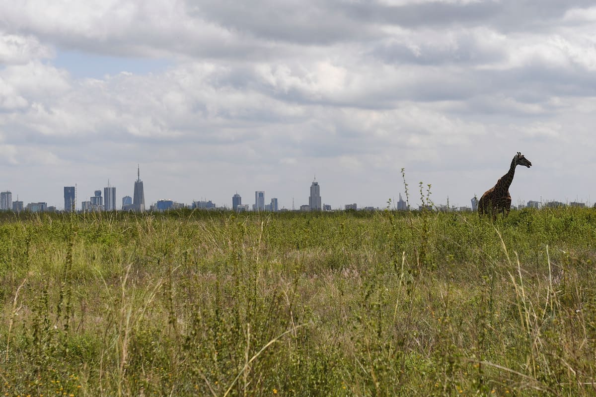 Parque Nacional de Nairobi, con el horizonte del Distrito Central de Negocios de Nairobi visible en la distancia, en Nairobi, Kenia