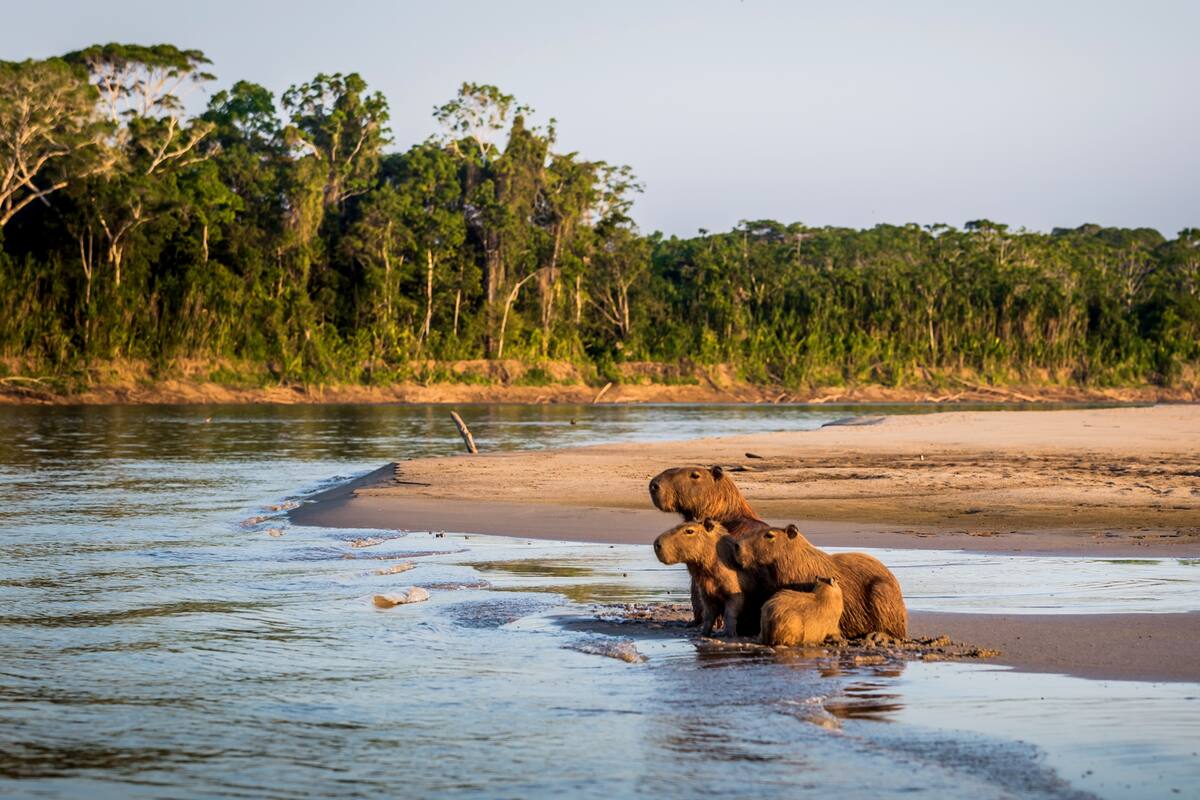 Parque Nacional del Manu, en la selva amazónica de Perú