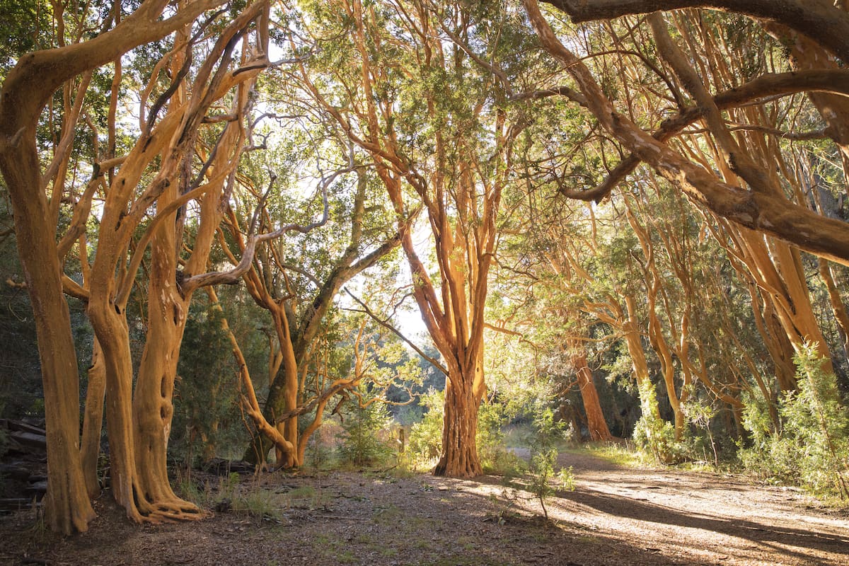 Parque Nacional los Arrayanes