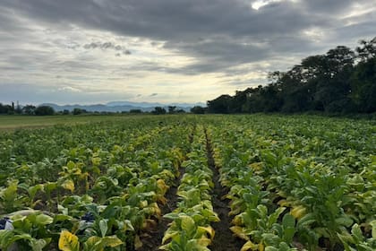Parra derralla que el amarillo que aparece en los cultivos de tabaco es el síntoma visible de la enfermedad que afecta a las plantas.