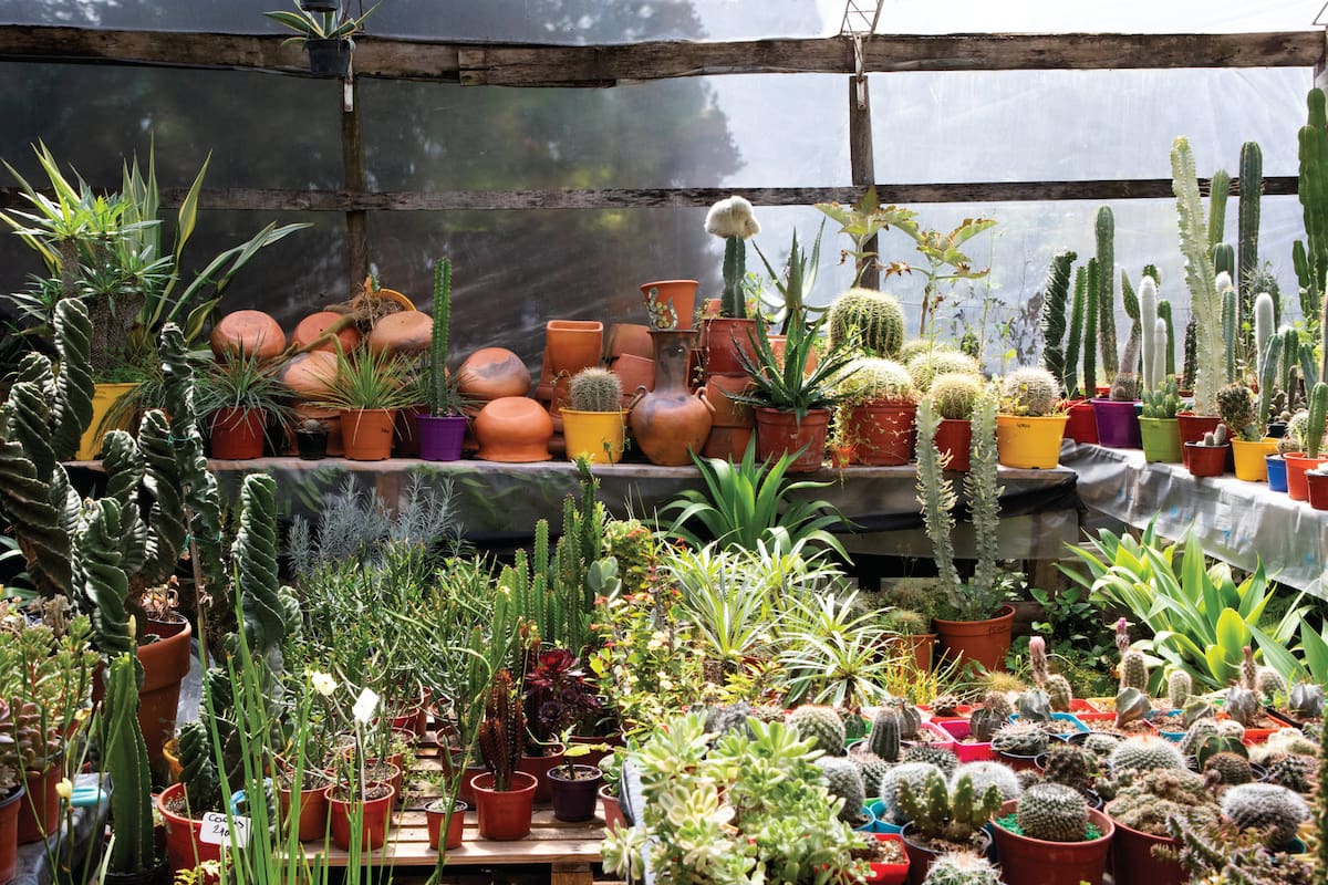 Parte de la colección de cactus y suculentas, pasión de la dueña.