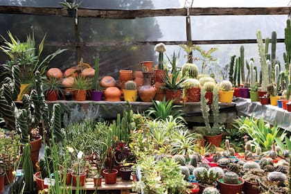 Una colección de cactus y suculentas