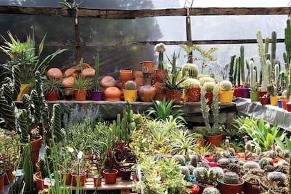 Parte de la colección de cactus y suculentas, pasión de la dueña.