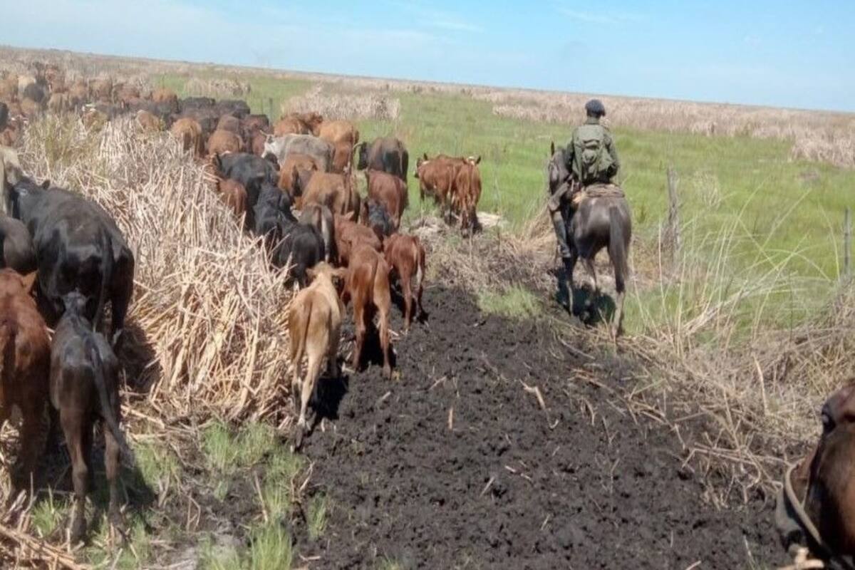 Parte de la hacienda secuestrada ayer en un operativo en el marco de la causa por el robo de 2000 vacunos en el norte de Santa Fe