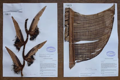 Parte de la película está filmada en el Herbario Nacional Colombiano, un inmenso reservorio de especies de los bosques locales.
