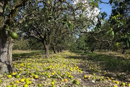 Parte de la producción que se echó a perder en Entre Ríos
