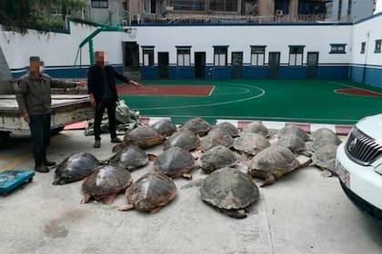 Parte de las tortugas marinas que estaban en poder del traficante chino