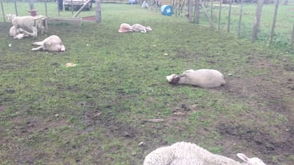 Parte de los animales que han perdido en los últimos días