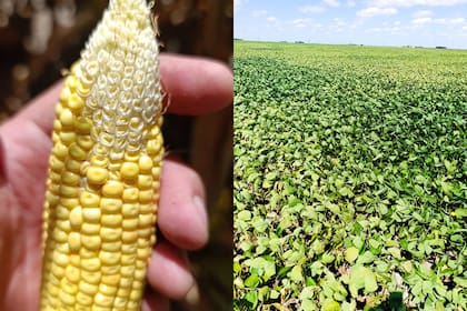 Parte de los cultivos que están muy complicados por el estrés hídrico