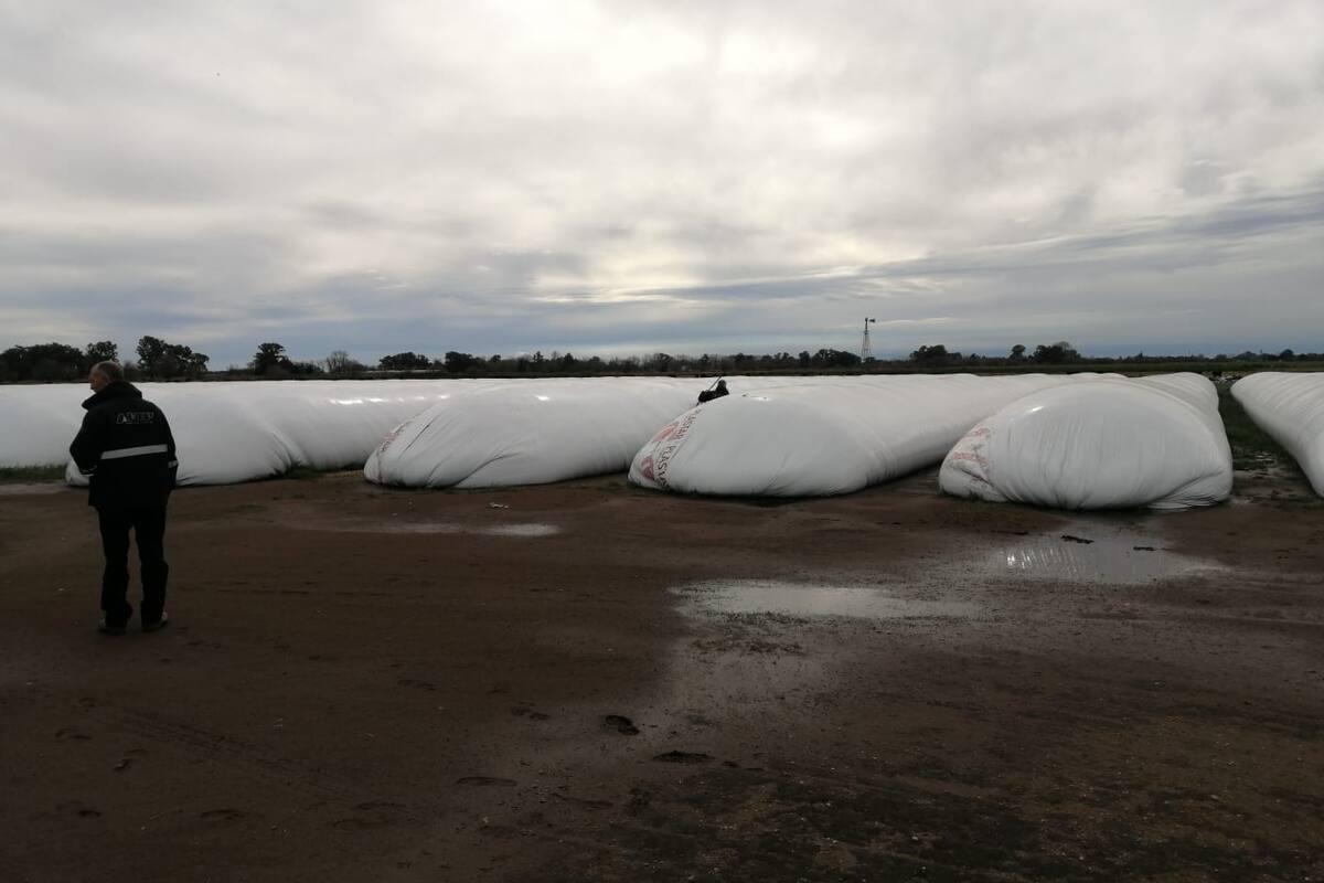 Parte de los silobolsas que incautó la AFIP en un establecimiento de feedlot en Roque Pérez