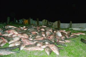 Parte del cargamento de sábalos incautado a los piratas del río
