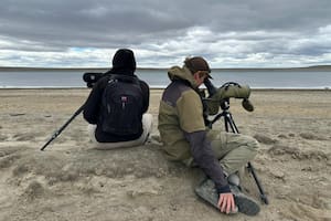 Parte del equipo de Ambiente Sur en una observación de la especie en peligro de extinción