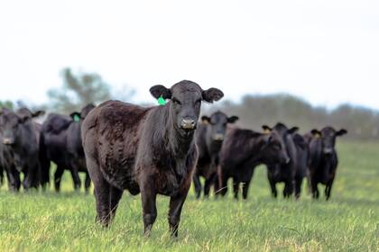 Parte del ganado en California está en peligro por la presencia de lobos