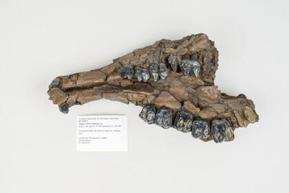 Parte del hueso de la mandíbula de un Tapir