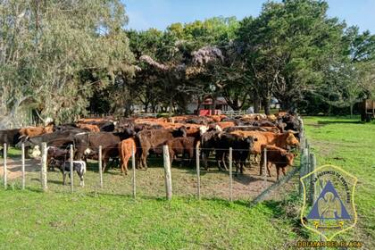 Parte del lote de bovinos que fueron robados y recuperados por la DDI de Balcarce