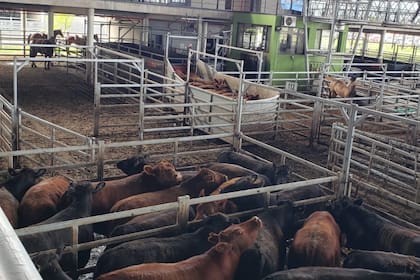 Parte del lote de las 1200 cabezas que se remataron el segundo lunes de noviembre pasado