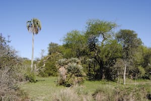 Parte del lugar donde se emplazaría el Parque Nacional Selva de Montiel
