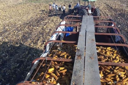 Parte del maíz que el productor consiguió levantar del campo