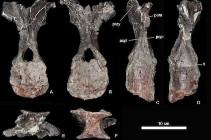 Partes de las vértebras de la nueva especie