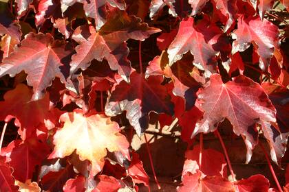 Parthenocissus tricuspidata o ampelopsis: es una enredadera de follaje caduco y rápido crecimiento muy utilizada para cubrir paredes por su impactante color de otoño.