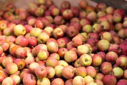 Participan en una investigación sobre variedades de manzana. Algunas tienen códigos por nombre.