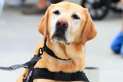 Participó en investigaciones relevantes vinculadas a siniestros de gran escala en California