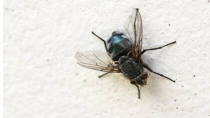Partió de una mosca para construir un puente.
