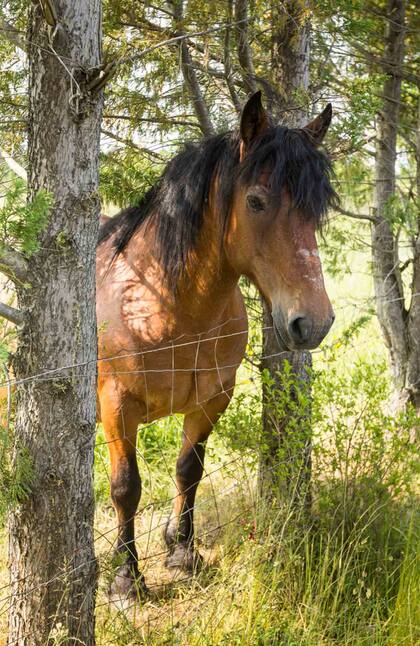 Un caballo se asoma a ver a los peregrinos pasar.