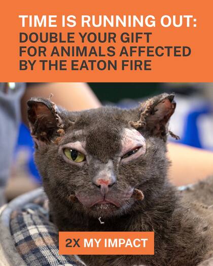 Pasadena Humane lanzó una campaña especial en la que todas las donaciones realizadas antes de fin de mes serán duplicadas