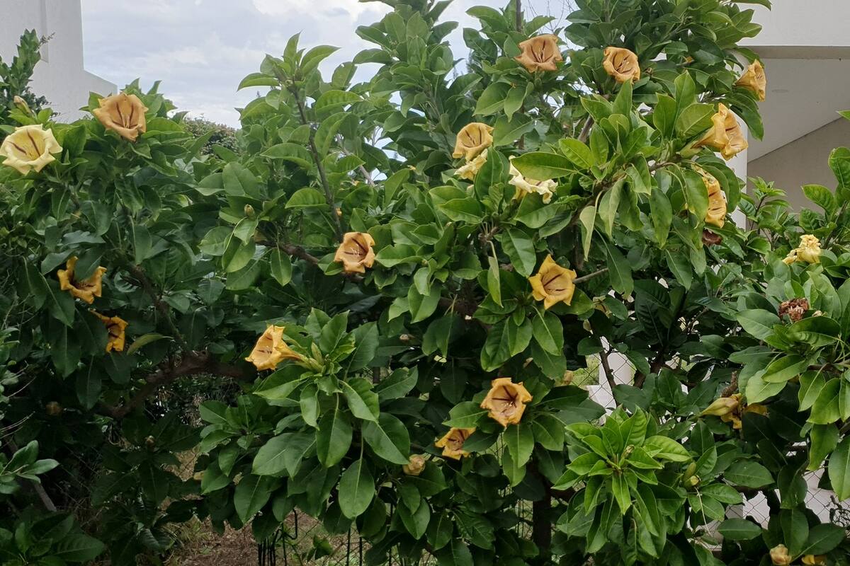 Pasado el verano, la solandra volvió a florecer con su exuberancia habitual