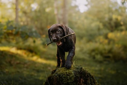 Pasar tiempo con un perro aumenta nuestras capacidades cognitivas relacionadas a la concentración y la atención (imagen ilustrativa de Pexels)