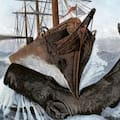 El misterioso órgano de los cachalotes que les da fuerza para hundir barcos
