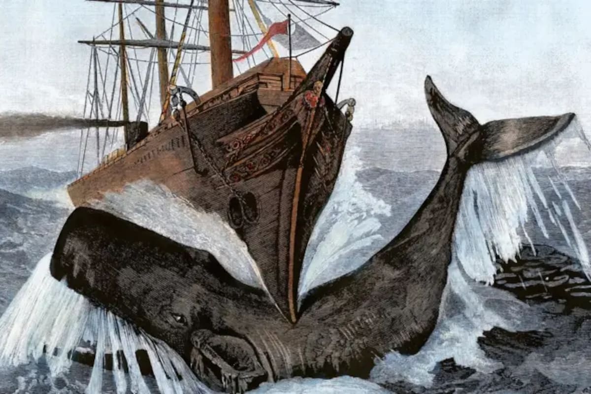 Pasaron dos siglos antes de que se comprobara que un sobreviviente del naufragio que inspiró la novela Moby Dick tenía razón