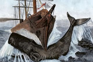 El misterioso órgano de los cachalotes que les da fuerza para hundir barcos