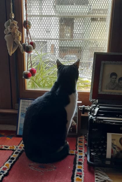 Pascual, alias Don Ciccio, el gato de Jorge Aulicino, quedará al cuidado del escritor Miguel Gaya