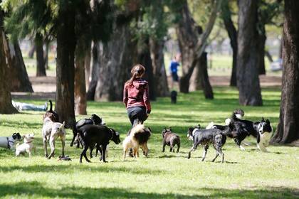Paseadores de perros fuera de control, deben cumplir ciertas normas, casi ninguno lo hace